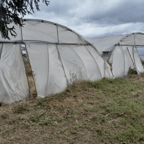 Serre BN jumel&eacute;  4500 82340 Sistels