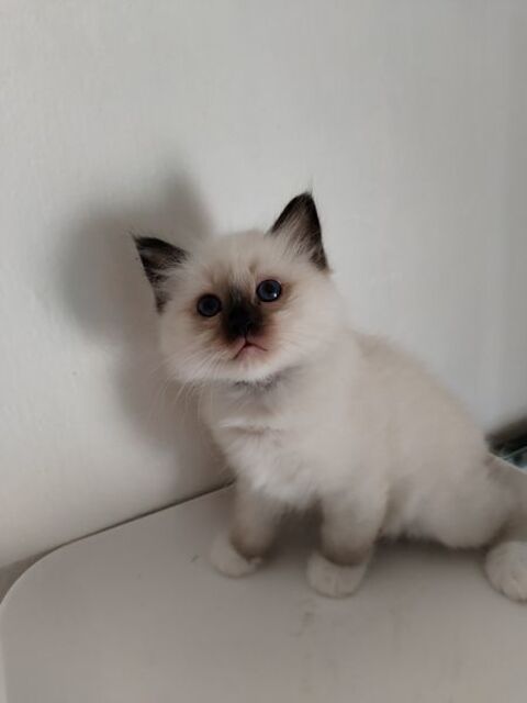 A RESERVER CHATONS PURE RACE SACRE DE BIRMANIE 1200 86190 Chalandray