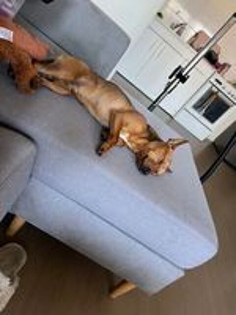   Petit pinscher nain cherche maison avec jardin  