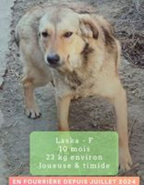   LASKA FEMELLE 10 MOIS ST�RILIS�E  A SAUVER DE ROUMANIE A ADOPTER OU ACCEUILLIR  