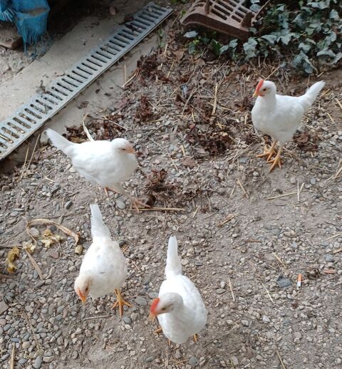 Poules.coq .azur. 20 32120 Homps