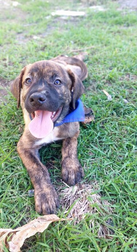 Scott, mâle croisé berger, né le 15/12/2024 &#128054; 300 92000 Nanterre
