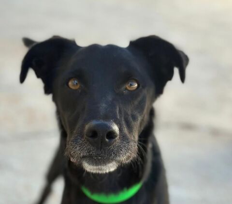 LOQUILLO 320 27620 Gasny