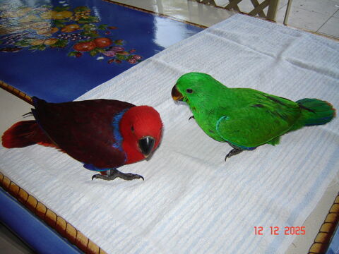 perroquet &eacute;clectus 900 58140 Saint-andr�-en-morvan