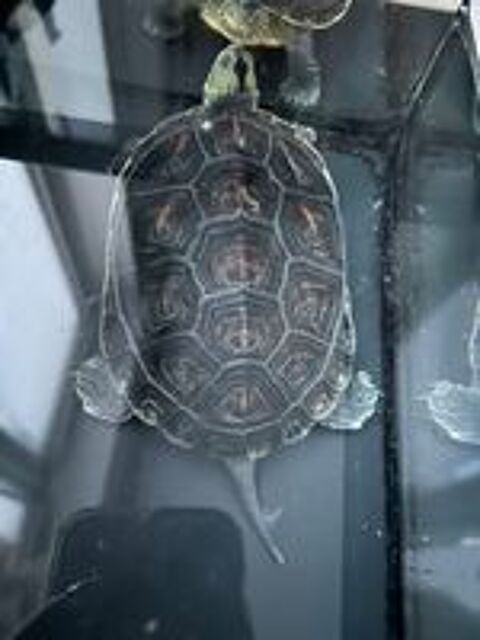   Tortue d'eau 