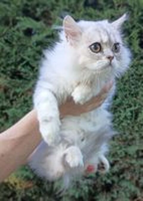  Chatons Persans 
