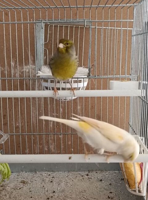 serins canaris à réserver 10! 10 78930 Goussonville