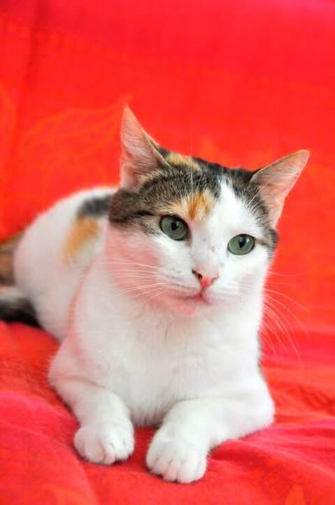 Chat AIMY à l adoption 200 26000 Valence