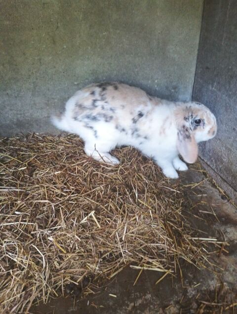 lapin 0 44000 Nantes