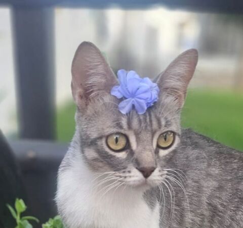 NUAGE 230 27620 Gasny