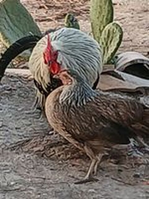   Race de poules naines Phoenix,  
3 coqs et 3 poulettes 