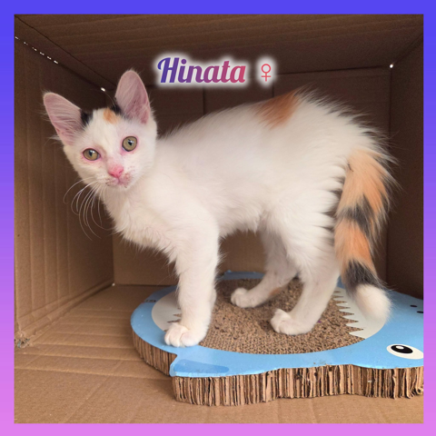 HINATA &agrave; l'adoption 200 12850 Sainte-radegonde