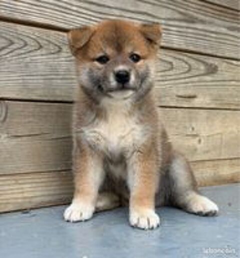   Shiba Inu LOF d'exception – Prestigieuses origines japonaises – Hautes lignées – Beauté, caractère et qualité 