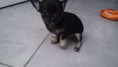   Chihuahua femelle à réserver 