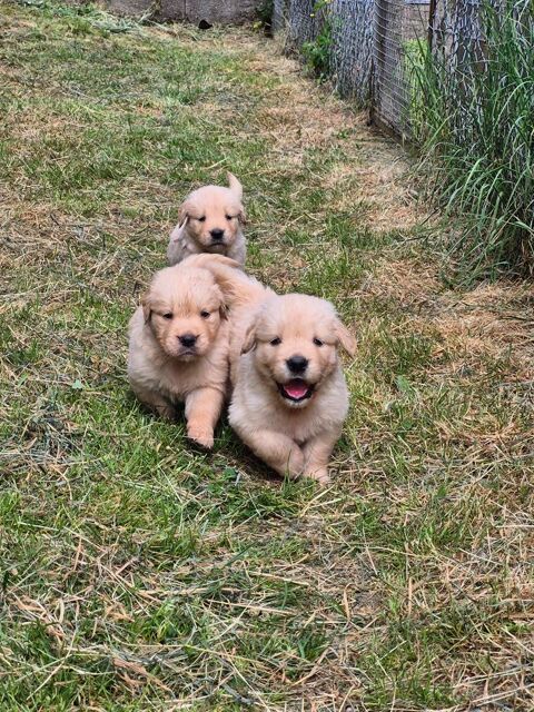 chiots golden Retriever 1200 71130 Neuvy-grandchamp