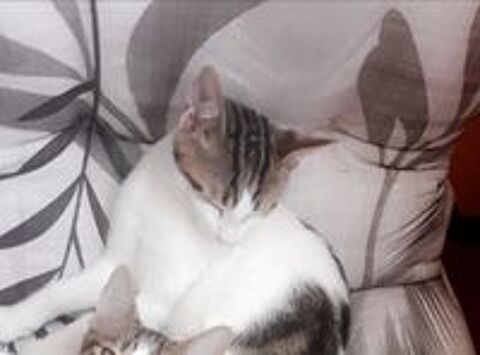   Opal  N� le 22 mars 2018 