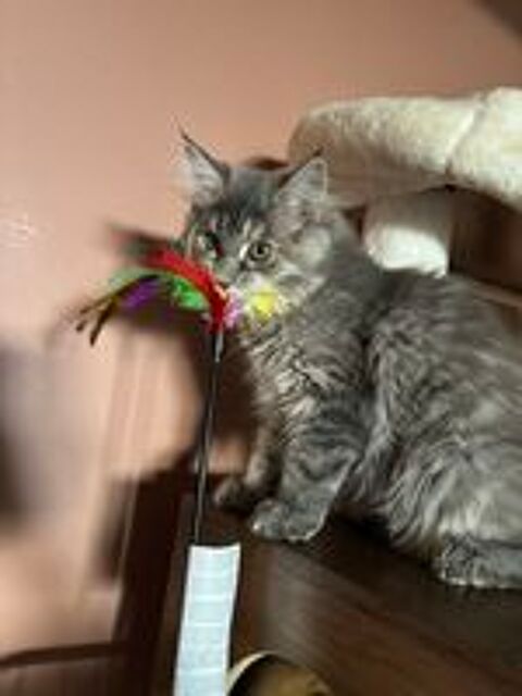   Femelle Maine coon  