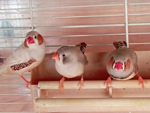 Mandarins 15 85170 Le poir�-sur-vie