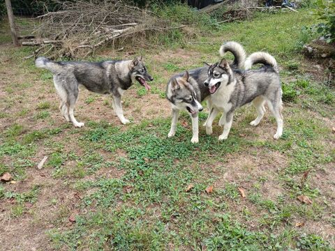 Adorables Chiots Husky de Sibérie 400 19140 Eyburie