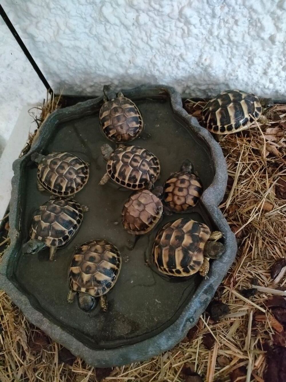   tortue 