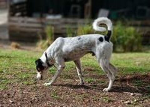   A ADOPTER DJANGO SE TROUVE DANS UN REFUGE EN GUADELOUPE 