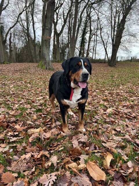 Femelle Grand Bouvier Suisse avec Pedigree 0 91470 Angervilliers