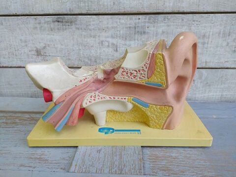 Oreille PLV Publicit� Pharmacie Laboratoires Bouchara 80 Loches (37)