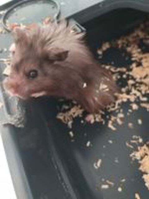   donne hamster  