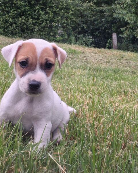 A réservé 6 chiots  Jack russell 680 72440 Bouloire