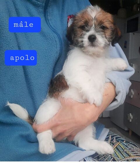 Chiots type bichon havanais 599 14100 Beuvillers