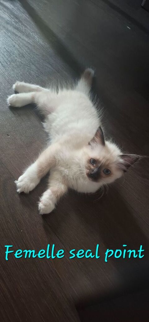 Chatons Sacr&eacute;s de Birmanie L.O.O.F. - 1 femelle et 2 m&acirc;les 1300 95100 Argenteuil