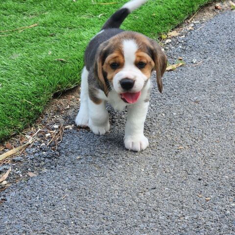 CHIOTS BEAGLES LOF 51370 Ormes