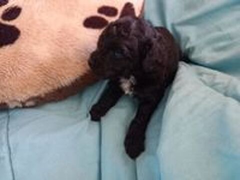   Caniche nain 
