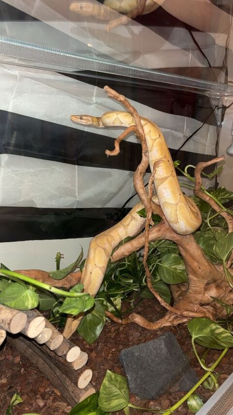   Serpent python regius banana 