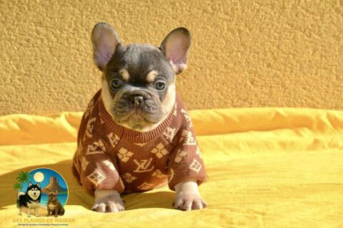 Chiots Bouledogues Francais exotique 2000 30650 Rochefort-du-gard