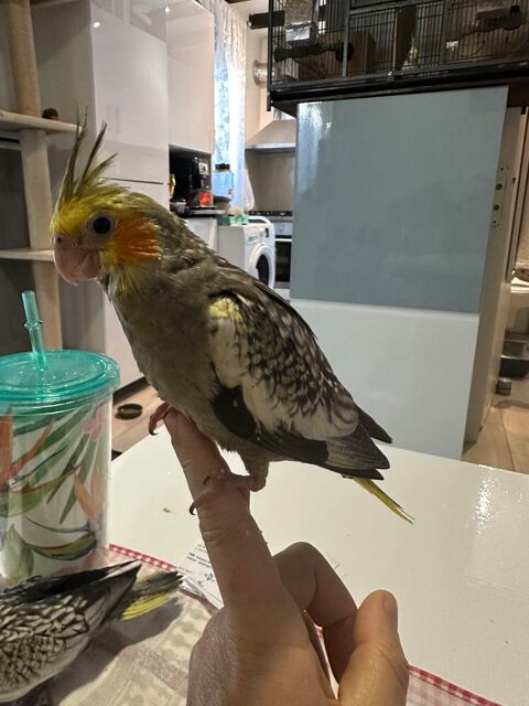 Calopsitte eam 100 93230 Romainville