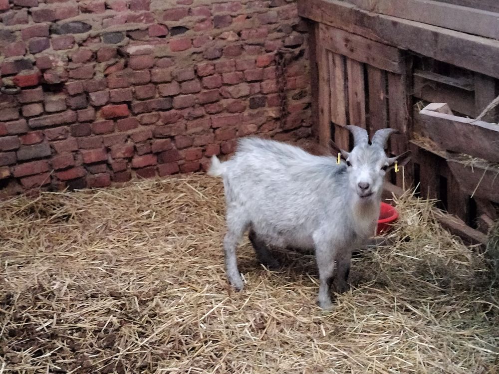   BOUC NAIN BLEU 