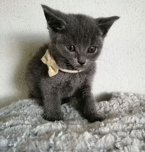 A r&eacute;server chatons Chartreux LOOF 950 65370 Siradan