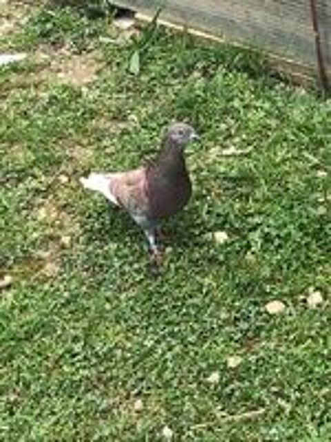   Pigeons culbutant plusieurs couleurs  