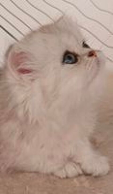  Magnifique chaton femelle persan chinchilla 
