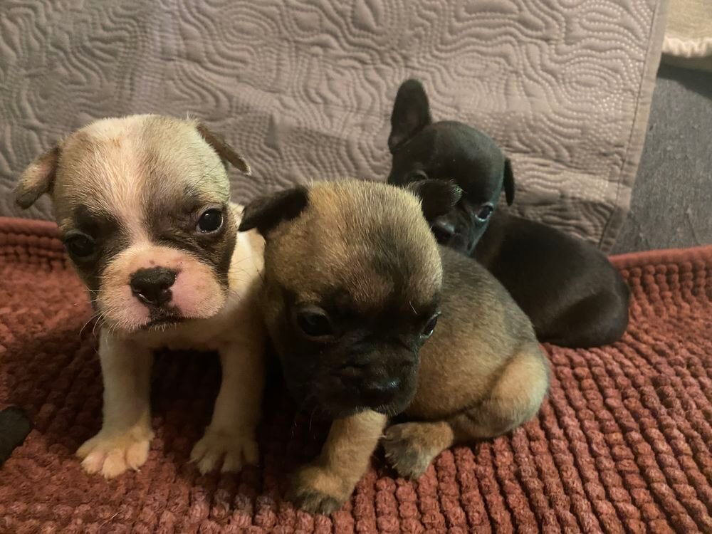   A réserve chiots bouledogue français disponible le 20.07  