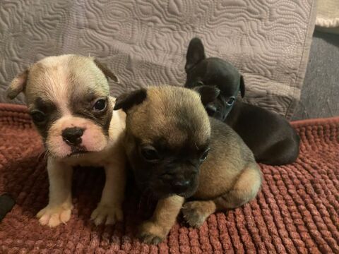 A r&eacute;serve chiots bouledogue fran&ccedil;ais disponible le 20.07  1000 33210 Preignac