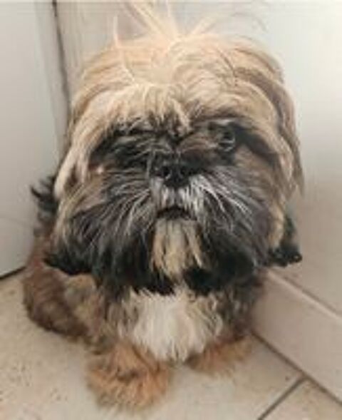   Chiots mâles et femelle Shih-tzu inscrits au LOF 