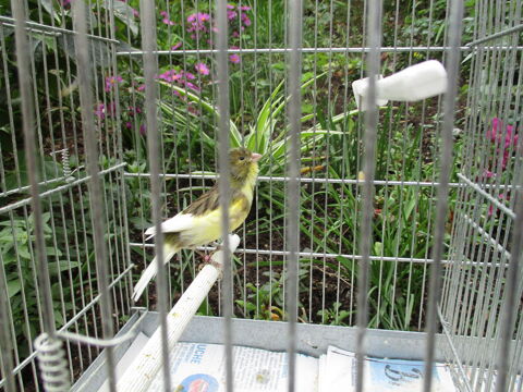 canari timbrado 20 76960 Notre-dame-de-bondeville
