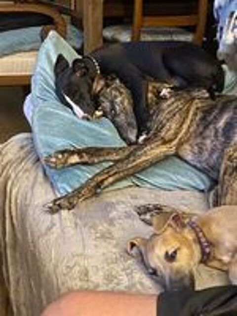   Magnifiques chiots de race WHIPPET les Whippets
Dé ROAZHON 
