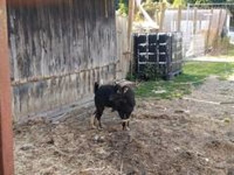   Bousk, bouc nain à adopter 