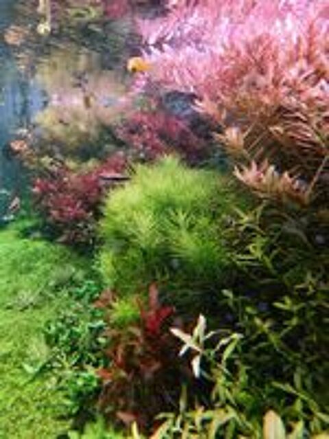   Plantes aquarium  