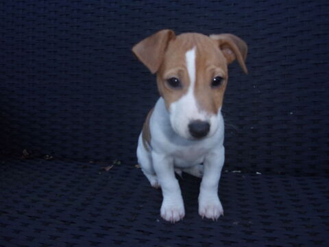Axel bb jack russell terrier 700 16240 Paizay-naudouin-embourie