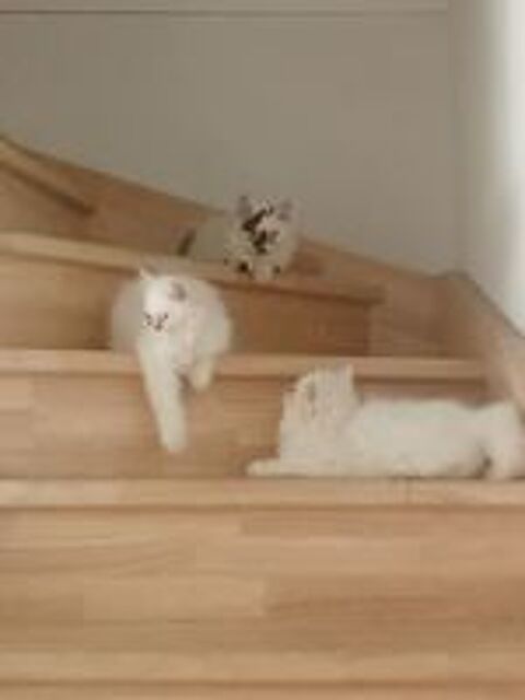   Chaton persan  