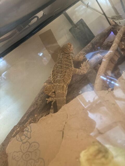 Pogona barbu 300 82000 Montauban